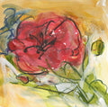 Amaryllis 2025
