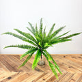Boston Fern