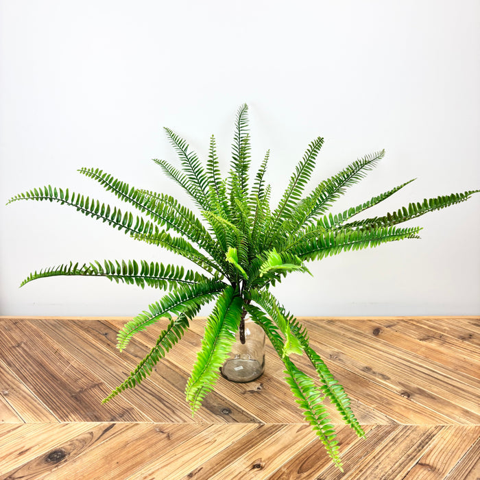 Boston Fern