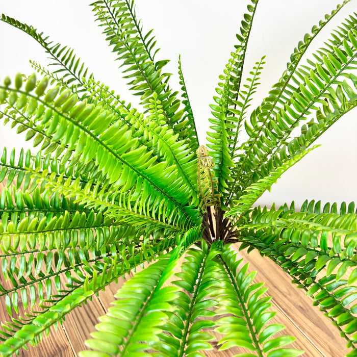 Boston Fern