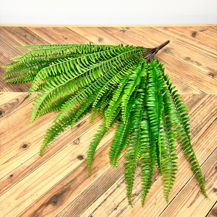 Boston Fern