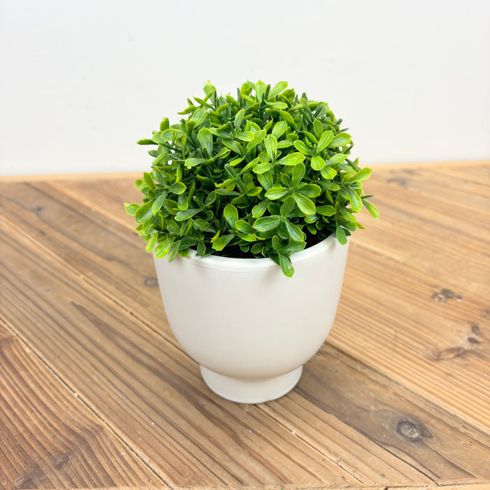 Boxwood Half-Orb