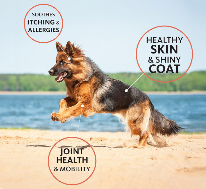 BRILLIANT Salmon Oil