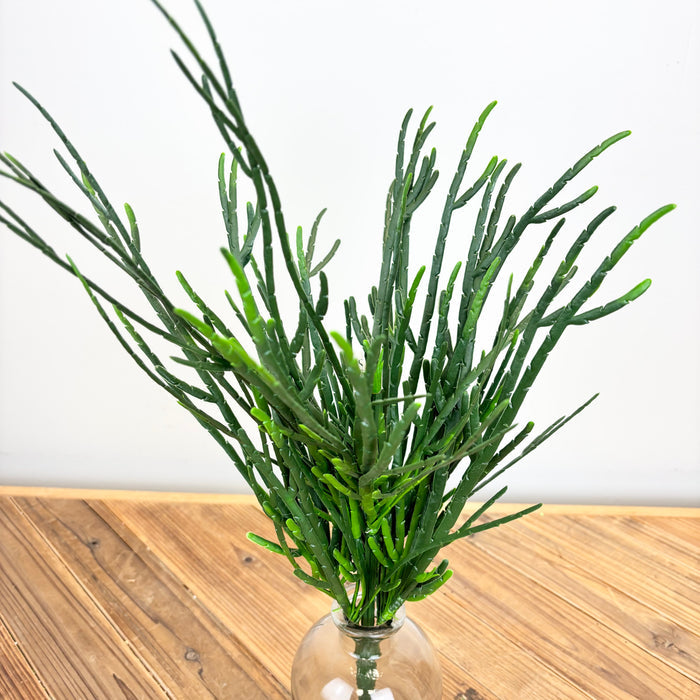 Cactus Bush