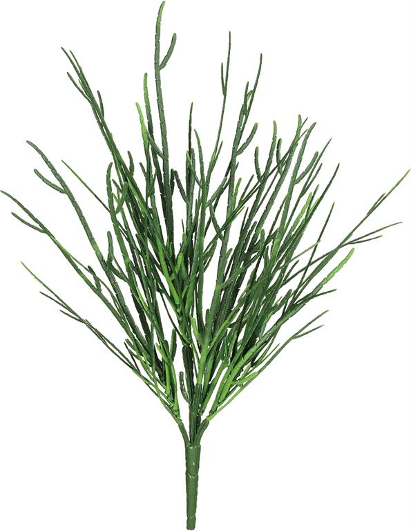 Cactus Bush