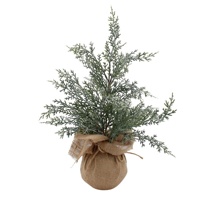 Cedar And Eucalyptus Tree
