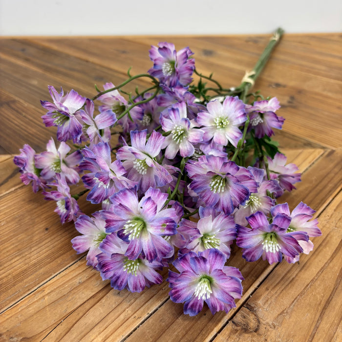 Coreopsis Bundle - 3 Colors