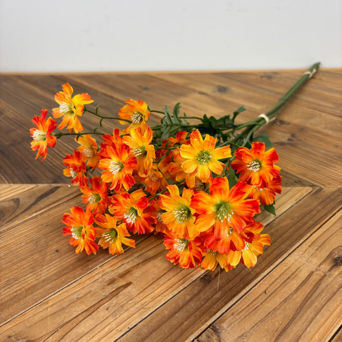 Coreopsis Bundle - 3 Colors