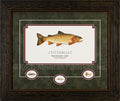 Cutthroat Framed Print by Gary Mansanarez