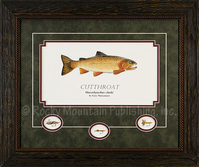 Cutthroat Framed Print by Gary Mansanarez
