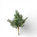 Cypress Pine w/Pods Pick