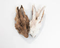 Dehydrated Rabbit Heads