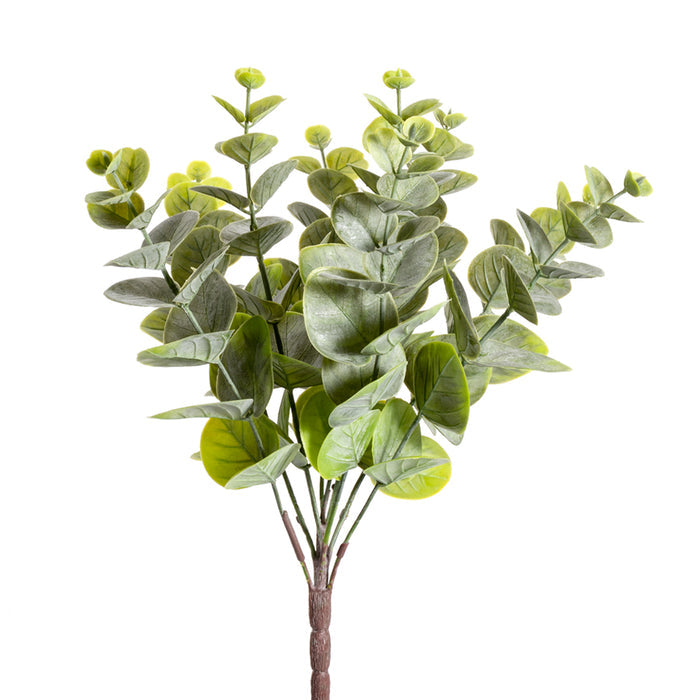 Eucalyptus Bush