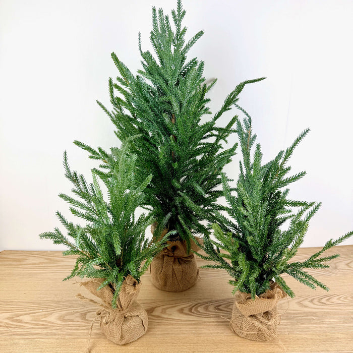 Frosted Austrian Pine Christmas Trees