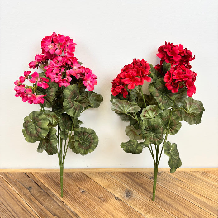 Geranium Bush - 2 Colors