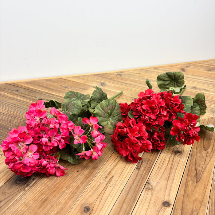 Geranium Bush - 2 Colors