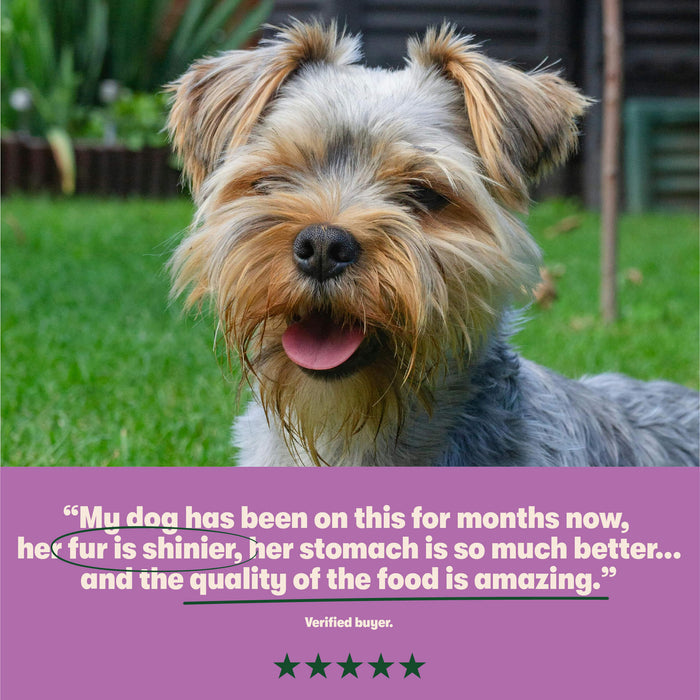 Grain Free Meaty Selection Wet Dog Food 6 x 400g