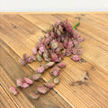 Hanging Sedum Succulent Vine