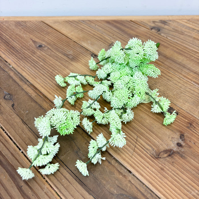 Hanging Sedum Succulent Vine