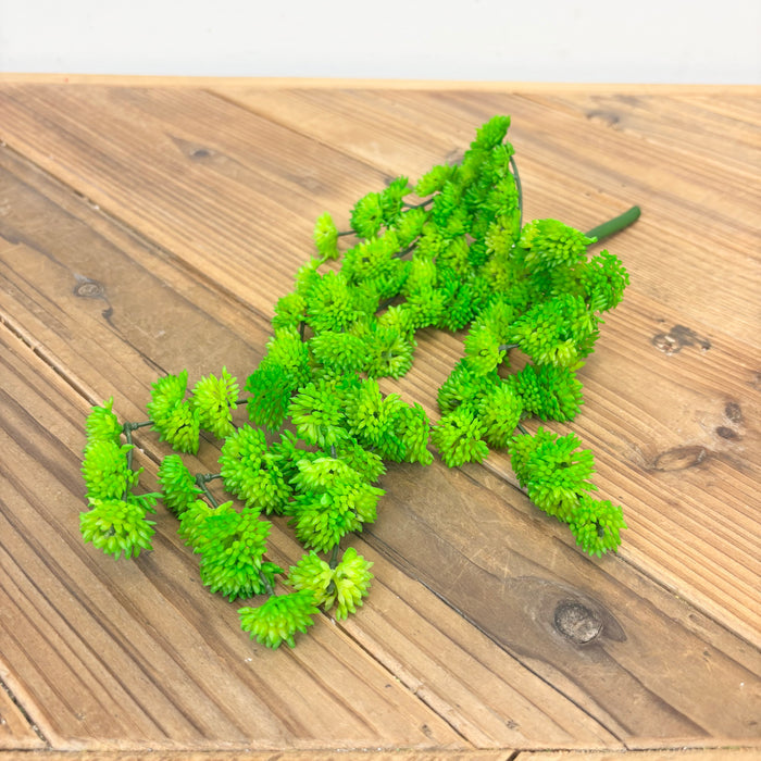 Hanging Sedum Succulent Vine