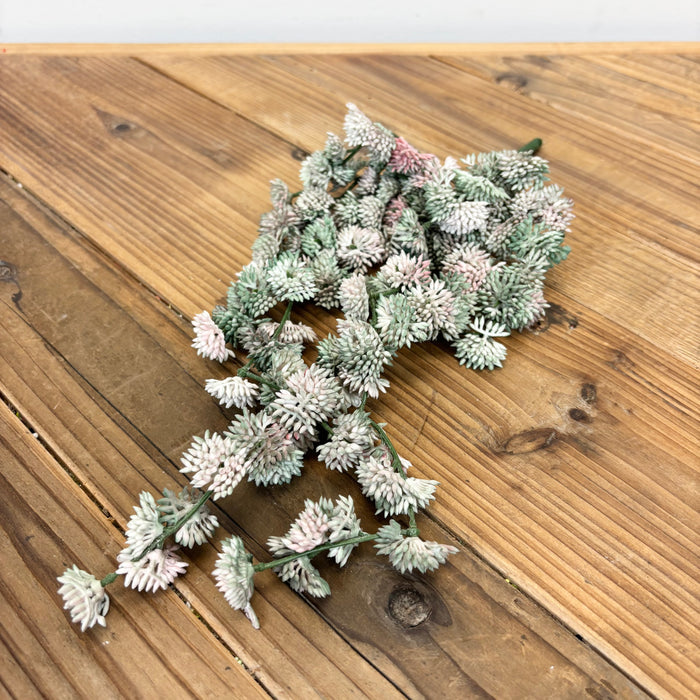 Hanging Sedum Succulent Vine
