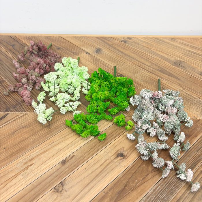 Hanging Sedum Succulent Vine