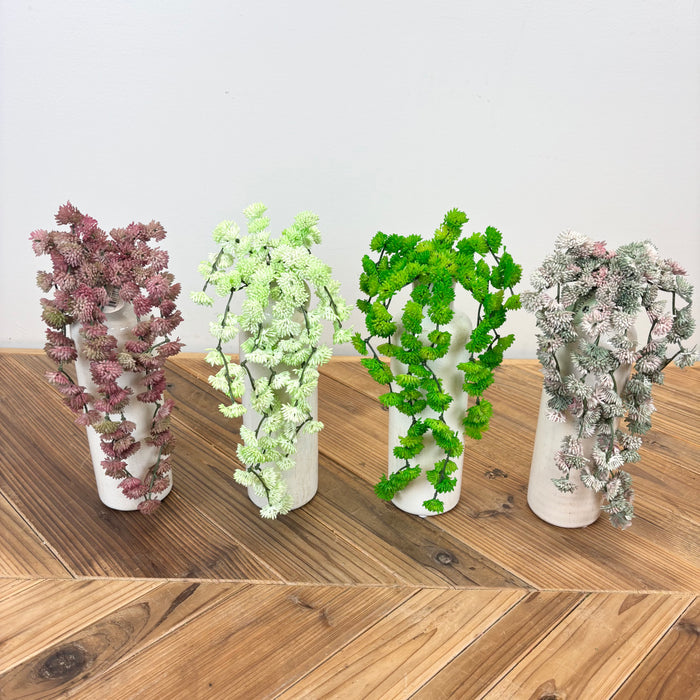 Hanging Sedum Succulent Vine