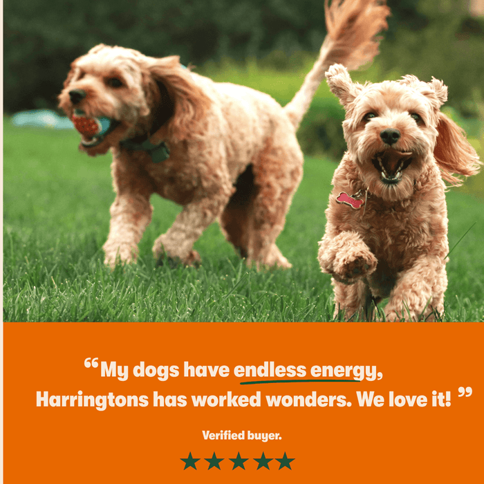 Harringtons Superfoods Grain-Free Dry Adult Dog Food Chicken & Vegetables 1.7kg