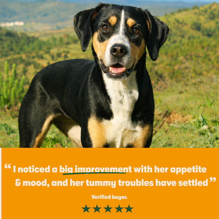 Harringtons Superfoods Grain-Free Dry Adult Dog Food Turkey & Vegetables 1.7kg