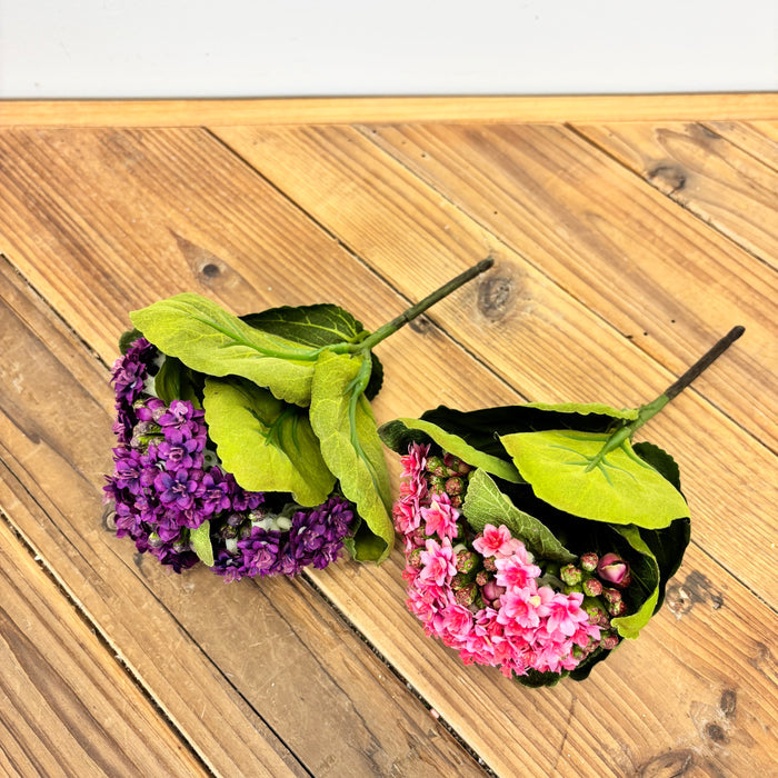 Kalanchoe Stem - 2 Colors