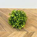 Maidenhair Half Orb