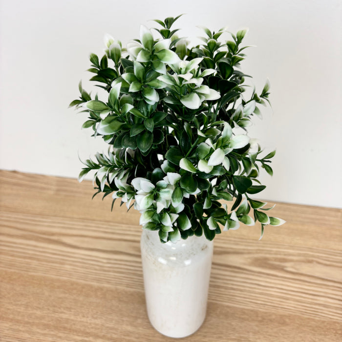 Mini Tea Leaf Bush