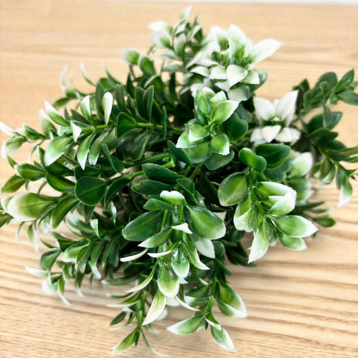 Mini Tea Leaf Bush