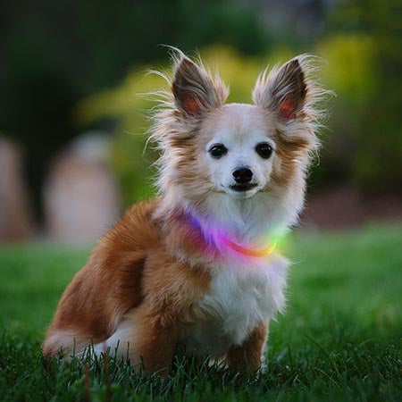 NiteHowl LED Necklace - Rechargeable