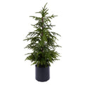 Norfolk Pine Tree, 5 sizes available