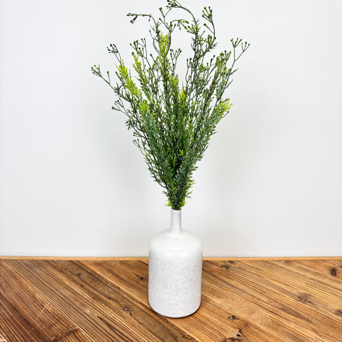 Parsley Bush