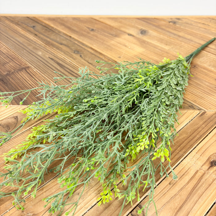 Parsley Bush