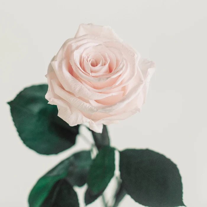 Preserved Baby Light Pink Rose Vase - Image