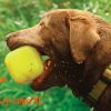 RuffDawg - Indestructible Dawg Cube