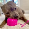 RuffDawg - Indestructible Dawg Cube