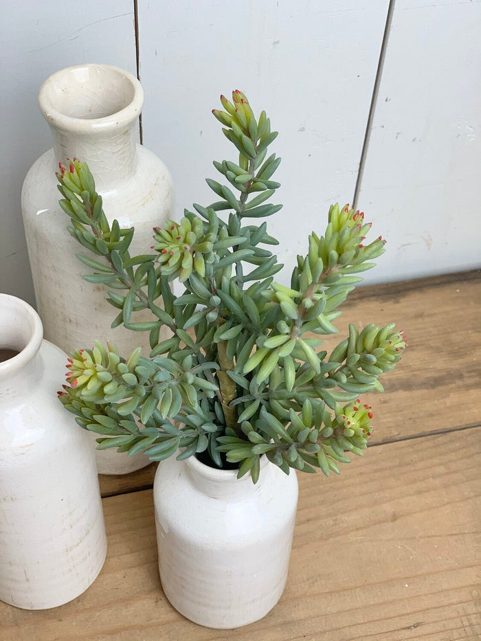 Sedum Succulent Stem
