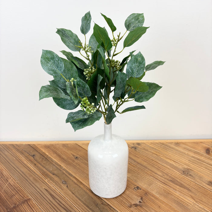 Seedling Beech Bundle