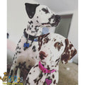 SiliDog - Silent Pet Tag!