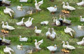 Farm Animals Ducks 43/44"W Cotton Fabric