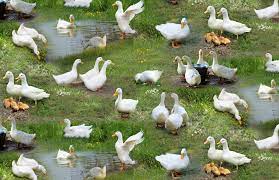 Farm Animals Ducks 43/44"W Cotton Fabric