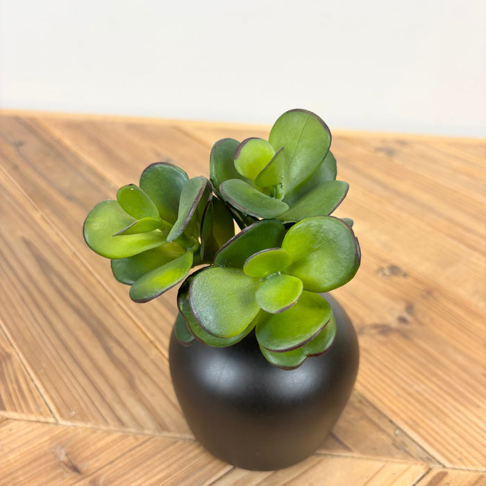 Triple Jade Succulent