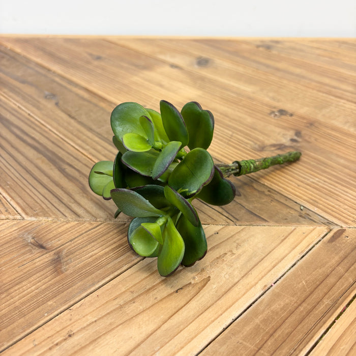 Triple Jade Succulent