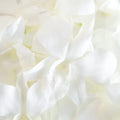 White Loose Orchid Blooms Stem - Image