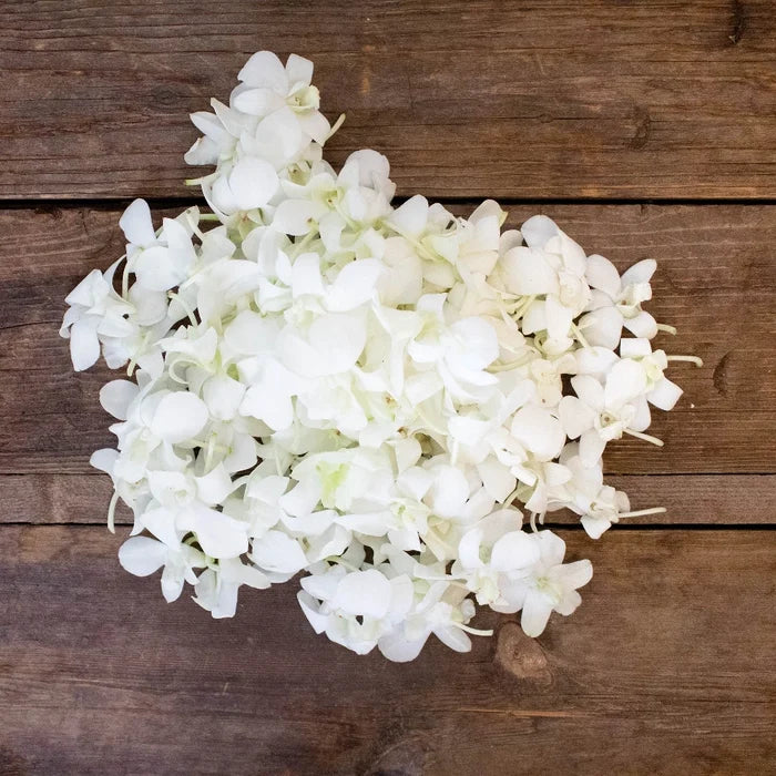 Orchids White Wholesale Flower On a Table
